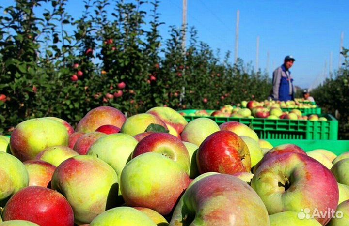 Сборка яблок. Вахта