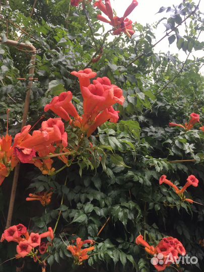 Лиана Кампсис