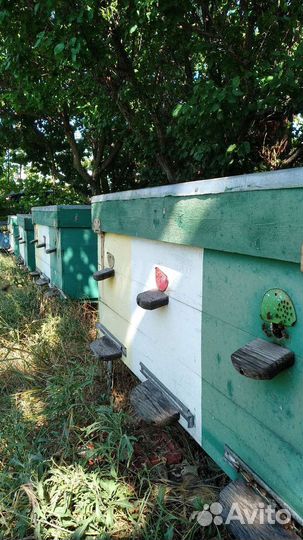 Продукты пчеловодства. Мёд