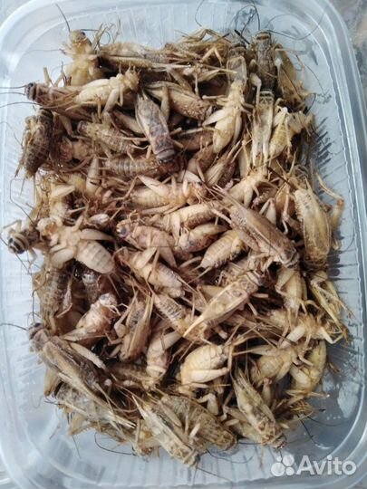 Замороженные домовые сверчки (кормовые насекомые)