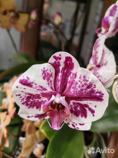Орхидея Пурпурный дождь