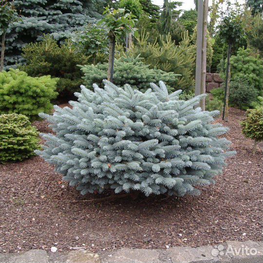 Ель голубая Глаука Глобоза