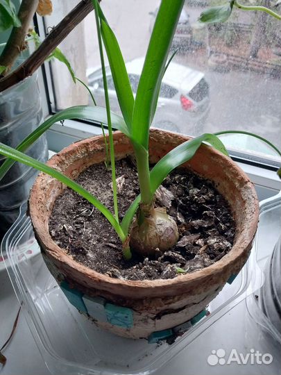 Индийский лук