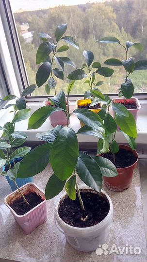 Продам лимоны (растения)