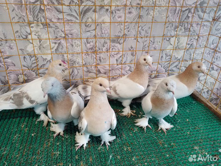 Продажа голубей: узбеки,ростовские белогрудые пара