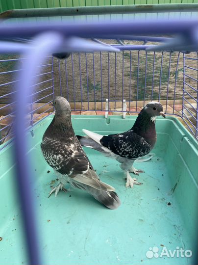 Продажа голубей