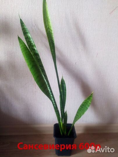 Пальма драцена, сансевиерия, спастифилум,эпифилум