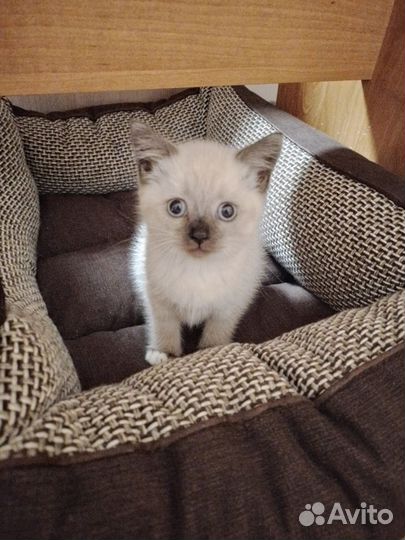 Сиамская кошечка