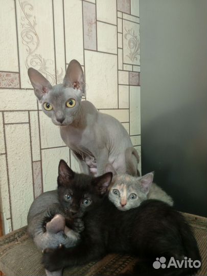 Канадский сфинкс котенок