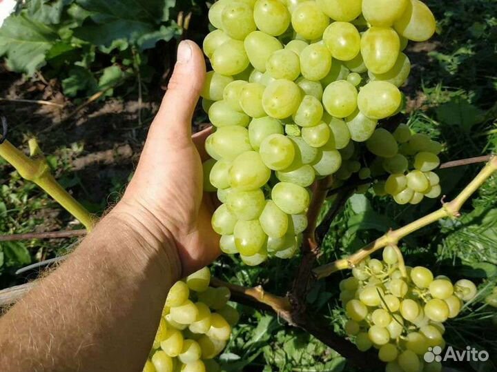 Черенки и саженцы винограда