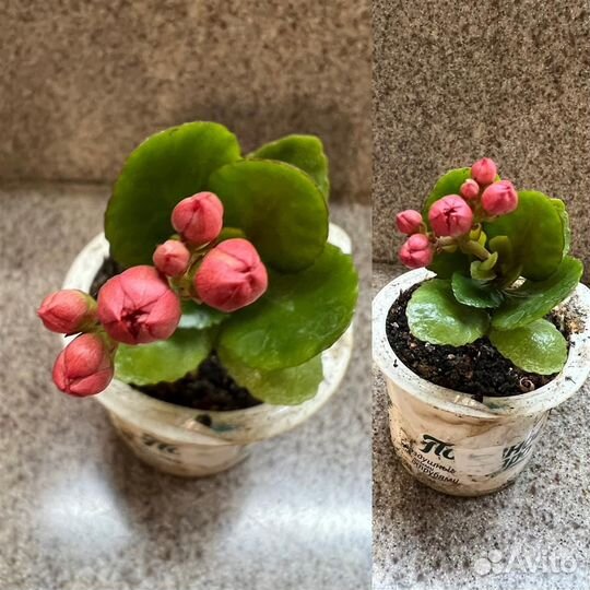 Фикусы Бенджамина,Традесканция,Каланхое махровый