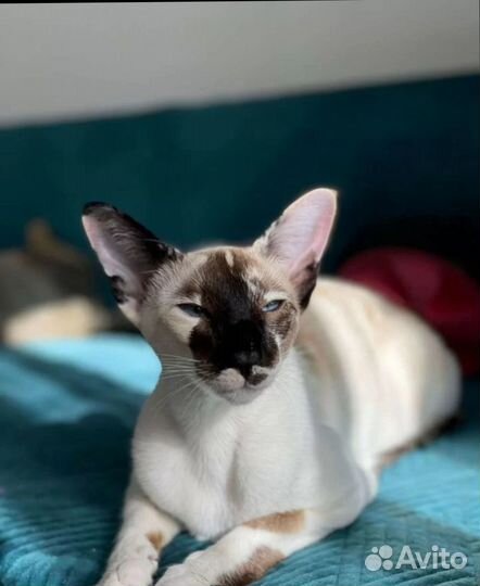 Ориентальные котята