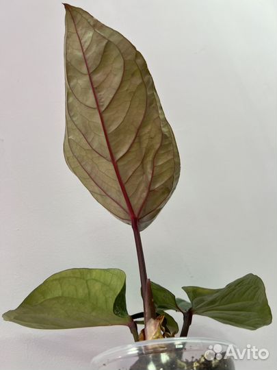 Антуриум гибрид