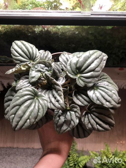 Пеперомия сморщенная