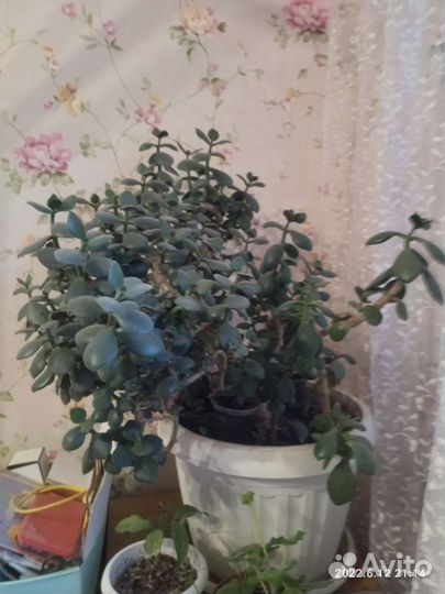 Красула толстянка денежное дерево