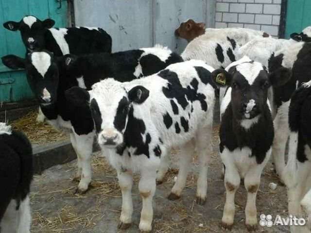 Телята мясной породы
