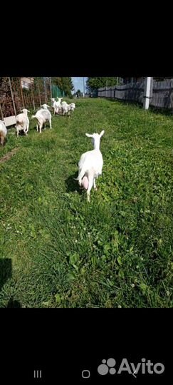 Зааненская дойная коза