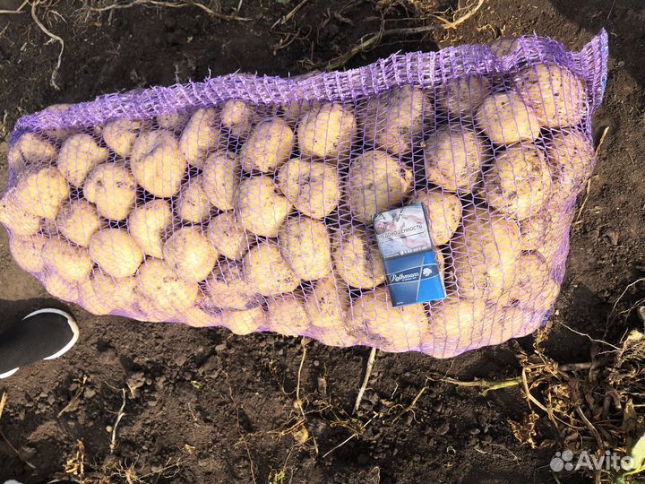 Картофель оптом