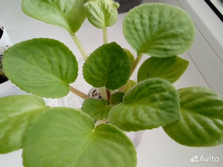 Герань пеларгония, фиалки