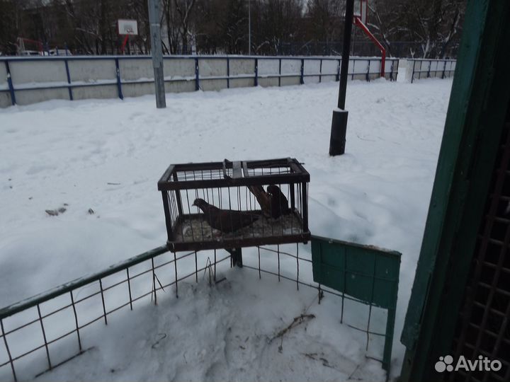Продажа голубей