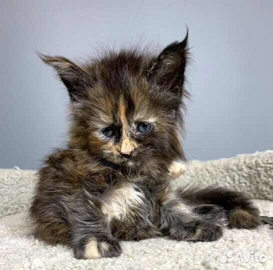 Девочка Мейн Кун