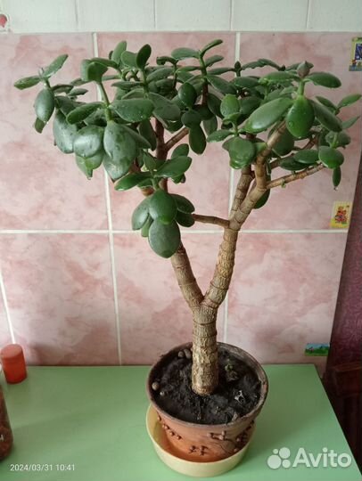 Цветок толстянка