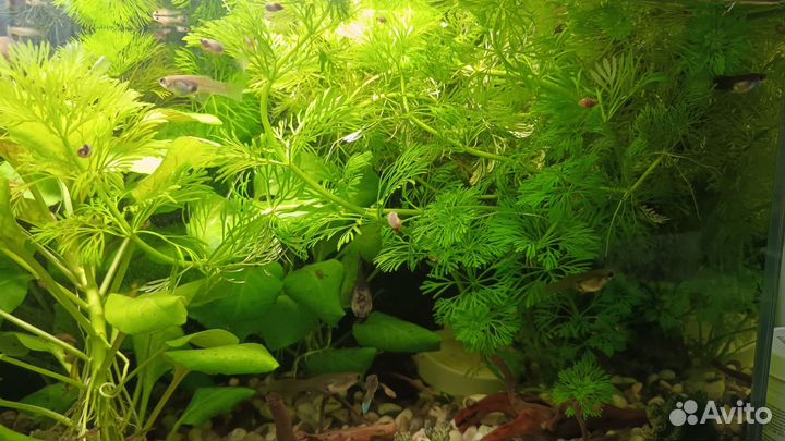 Аквариумное растение лимнофила