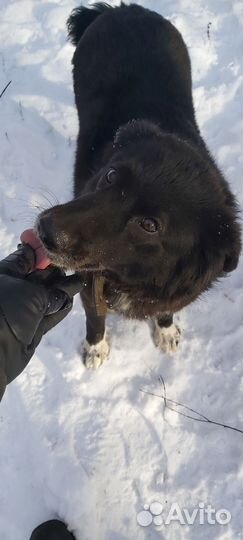 Собака в добрые руки отдам бесплатно