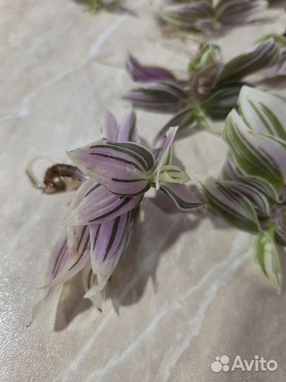 Ростки традесканции