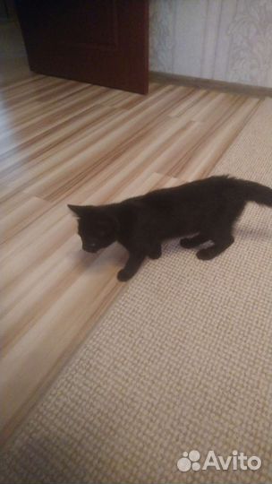 Кошка в дар бесплатно