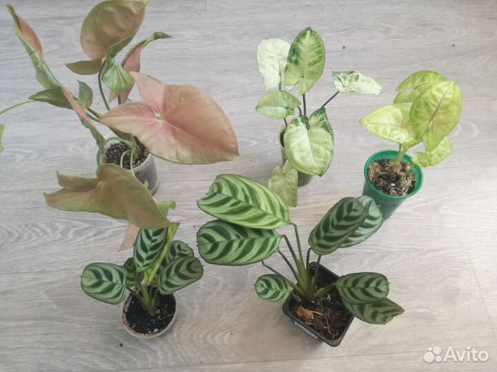 Аглаонемы Фикусы Калатеи Филодендроны Сингониумы