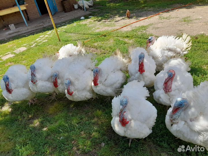 Индюшка домашняя