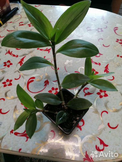 Традесканция