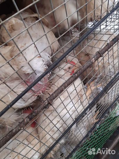 Цыплята бройлеры кобб 500