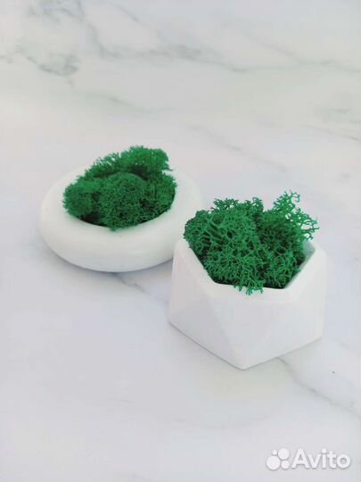 Декоротивный мох