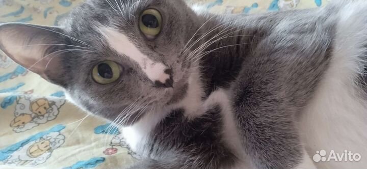 Кошка в хорошие руки