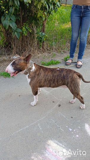 Собака в добрые руки щенок мальчик