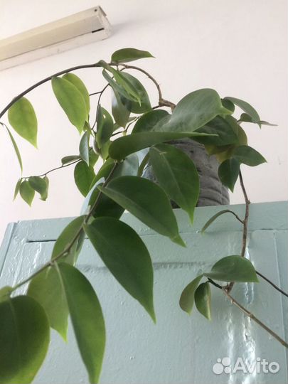 Цветы комнатные