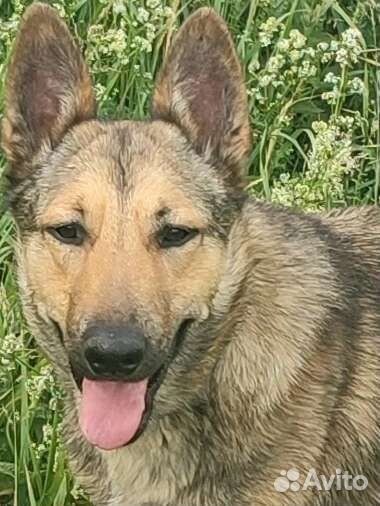 Собака в добрые руки отдам бесплатно