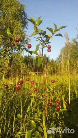 Вишня,слива