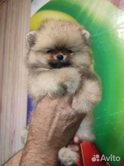 Померанский шпиц