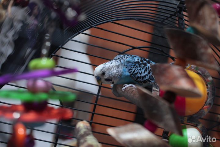 Волнистый попугай