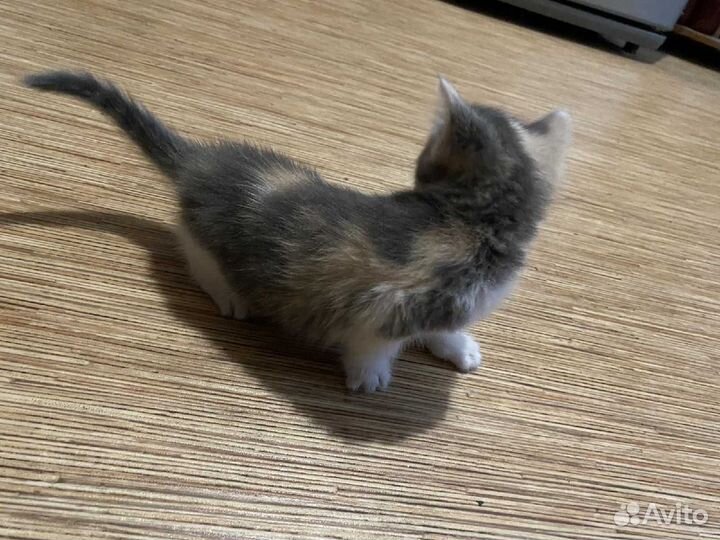 Котята ищут дом
