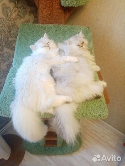 Кошки в добрые руки