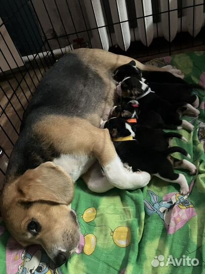 Собаки щенки бигль