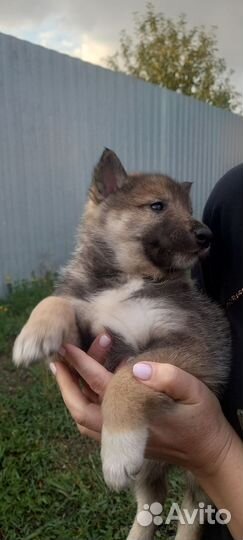 Щенки западно сибирской лайки