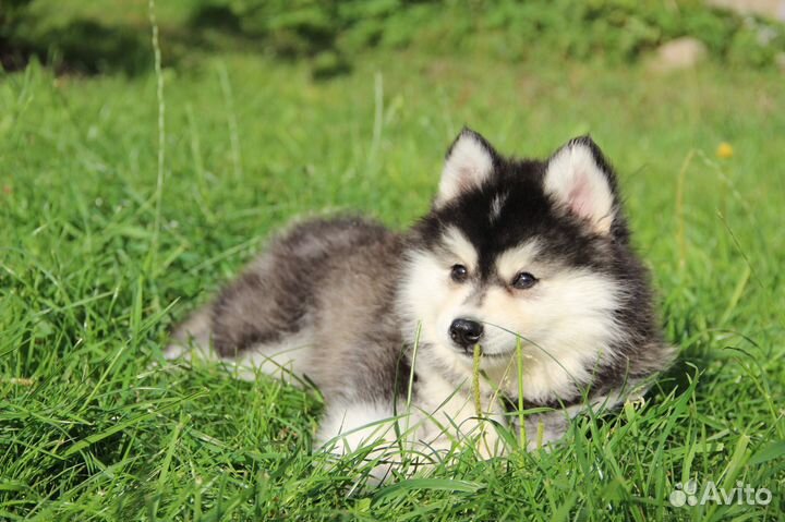 Красавчик помски f3