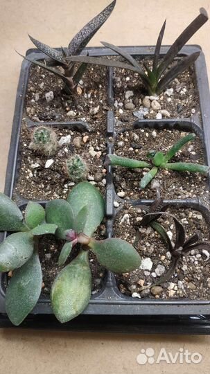 Флорариум набор суккулентов садик