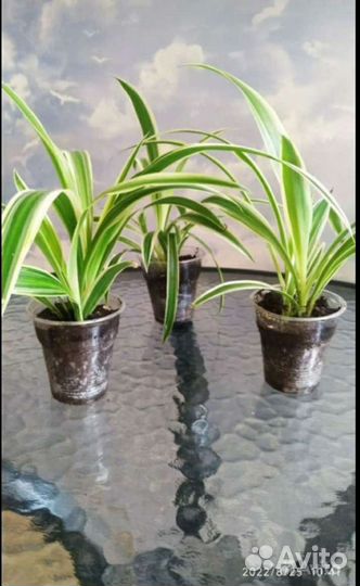 Хлорофитум хохлатый