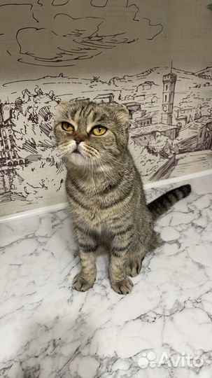 Шотландская кошечка
